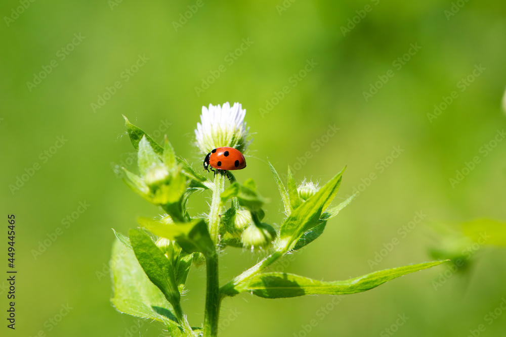 Naklejka premium Ladybug. ladybug on a small white flowers. flowers and green leaves on a plant branch. floral natural background. nature in spring. plants Ukraine. red beetle collects nectar, close-up