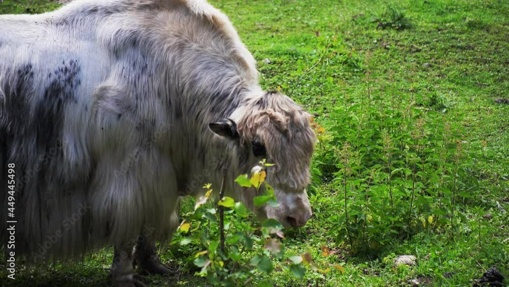 White and Black Yak Grazing on Pasture with Green Grass White and Black Yak Grazing on Pasture with Green Grass