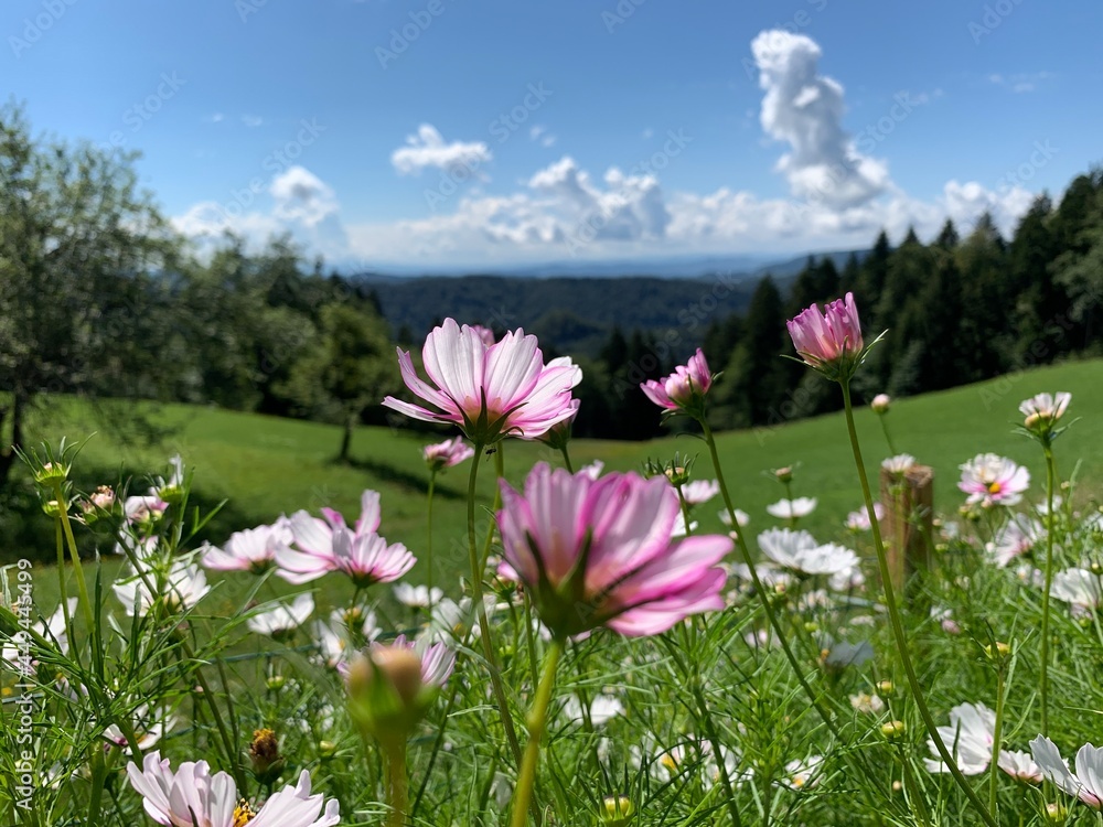 Fototapeta premium Summer, flowers in the grass on the Top of the Mountains, Slovenia