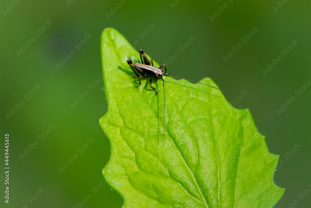 Tettigonioidea. insect sits on a leaf. small grasshopper sits on a twig on a green background. The green female grasshopper sits right on the grass in the meadow and is well camouflaged. close-up Tettigonioidea. insect sits on a leaf. small grasshopper sits on a twig on a green background. The green female grasshopper sits right on the grass in the meadow and is well camouflaged. close-up