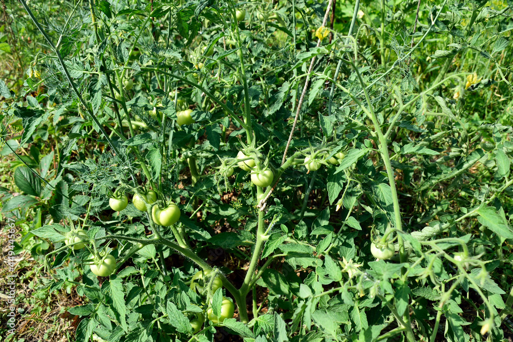 Fototapeta premium green tomatoes ripen in the garden, close-up