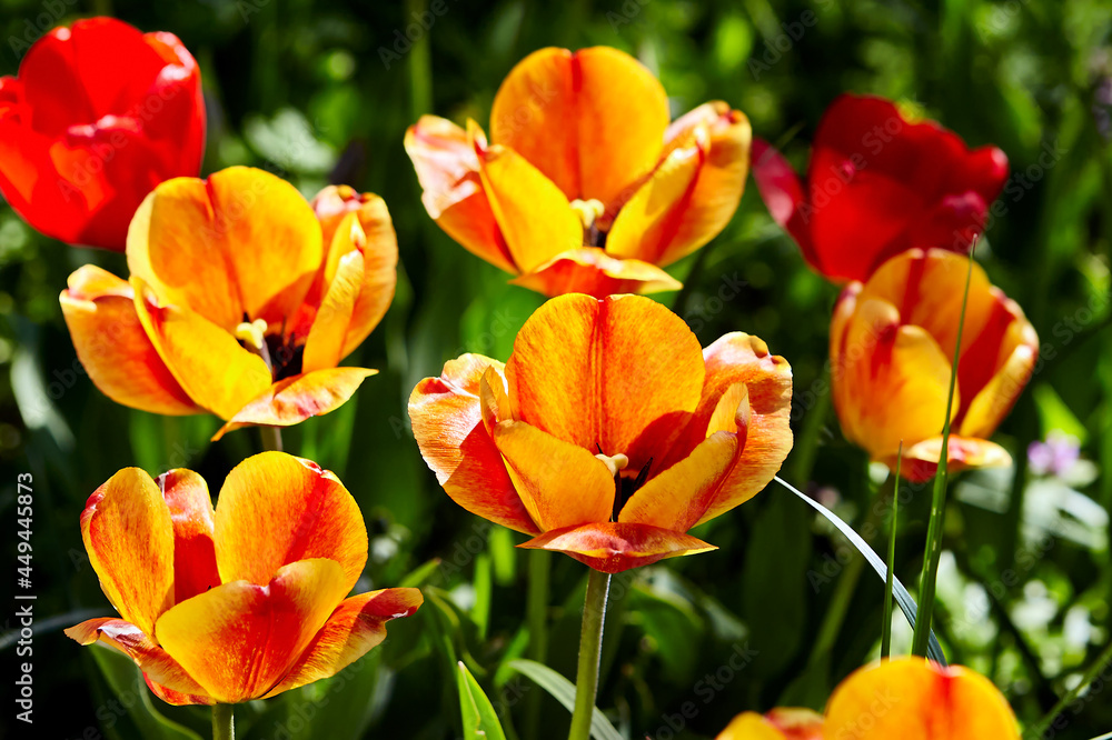 Fresh colorful tulips in warm sunlight on a spring meadow.
