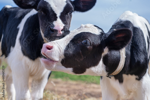 portrait of cute little holshtain calves. nursery on a farm photo