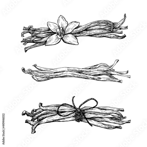 Vanilla set vector elements. Hand drawn. Graphic illustration for package, desing.