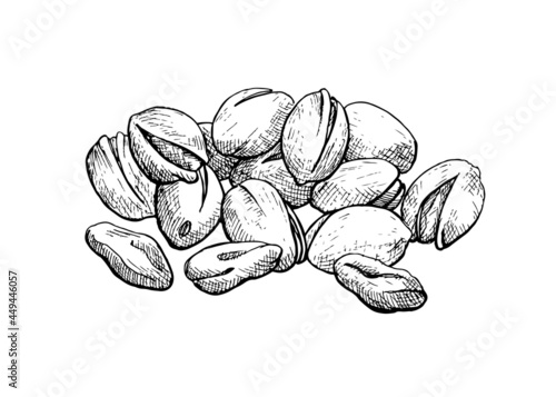 Pistachio vector element. Hand drawn sketch. Graphic illustration for package, desing