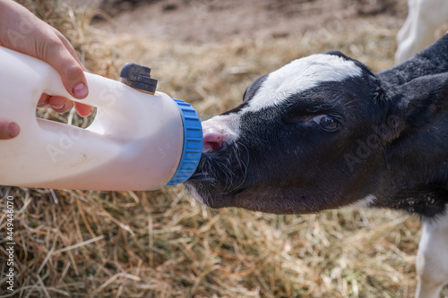 portrait of cute   little holshtain calf   eating  near  hay. nursery on a farm photo