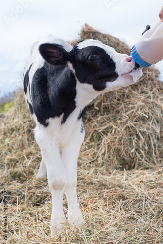  cute   little calf   eating  near  hay. nursery on a farm. rural life photo