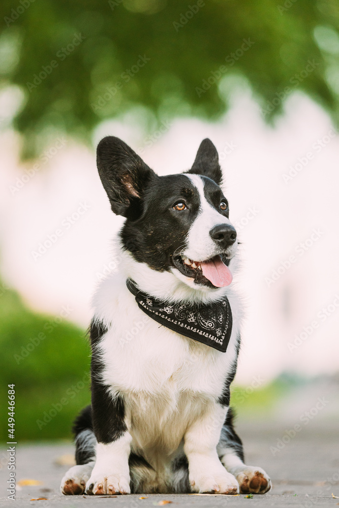 Funny Cardigan Welsh Corgi Dog Sitting On Road. Welsh Corgi Is A Small Type Of Herding Dog That Originated In Wales. Close Up Portrait