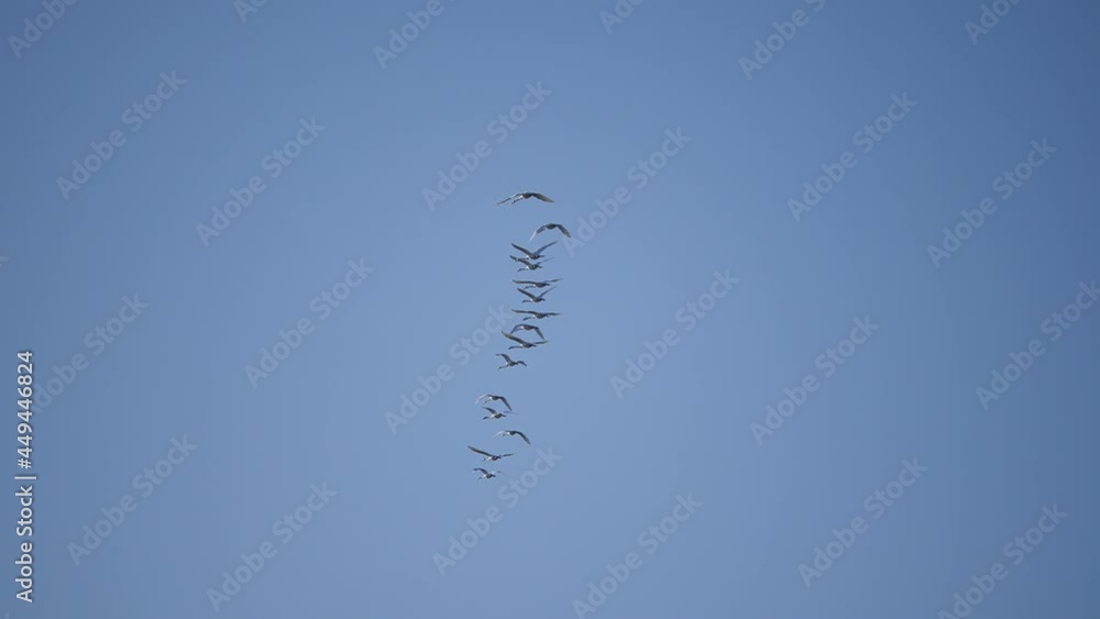 Migration of swans. A school of white migratory birds against the blue sky. Migration of swans. A school of white migratory birds against the blue sky.