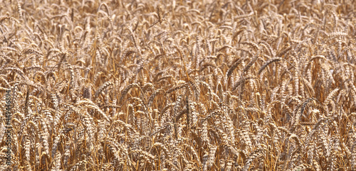 Ripe wheat background in the field. Harvesting period.