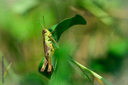 Green grasshopper macro. little insect on a green background. an insect is sitting on a leaf. nature close-up. beautiful grasshopper in the grass in the meadow