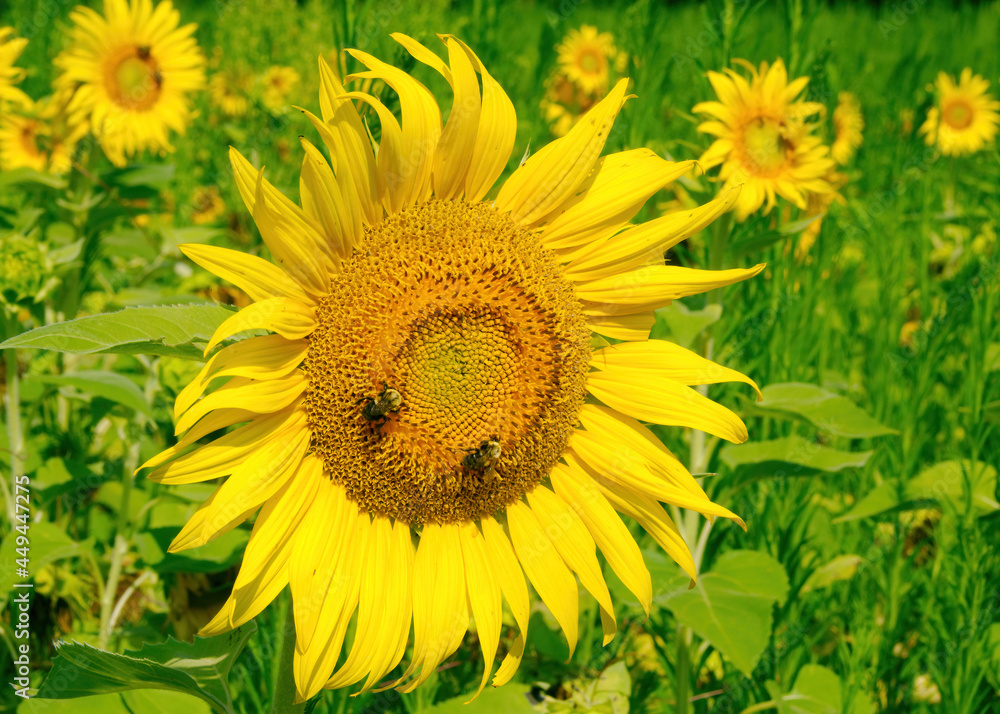 Bumblees on a sunflower in a field on a August morning in Maryland