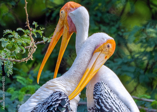 Closeup of two Mycterias hugging in a garden under the sunlight with a blurry background photo