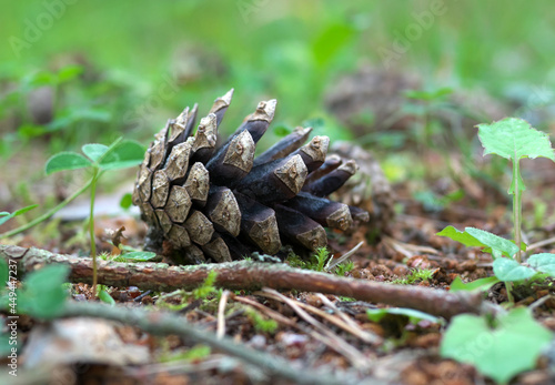 Pine cone in the forest close-up. The background is blurred.