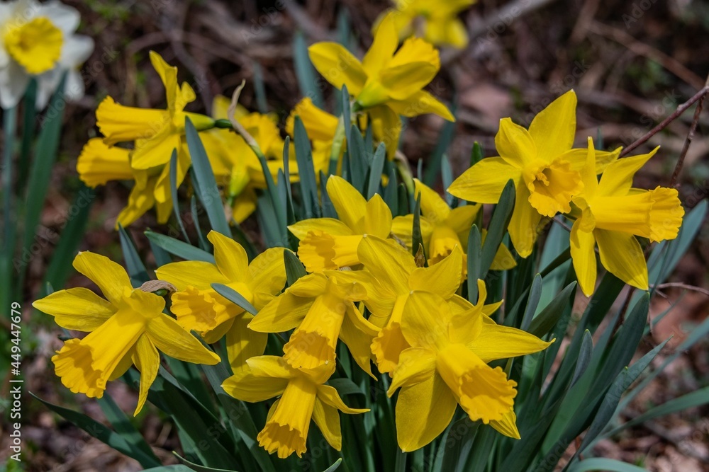 Spring Daffodils in Full Bloom, York County, Pennsylvania, USA Spring Daffodils in Full Bloom, York County, Pennsylvania, USA
