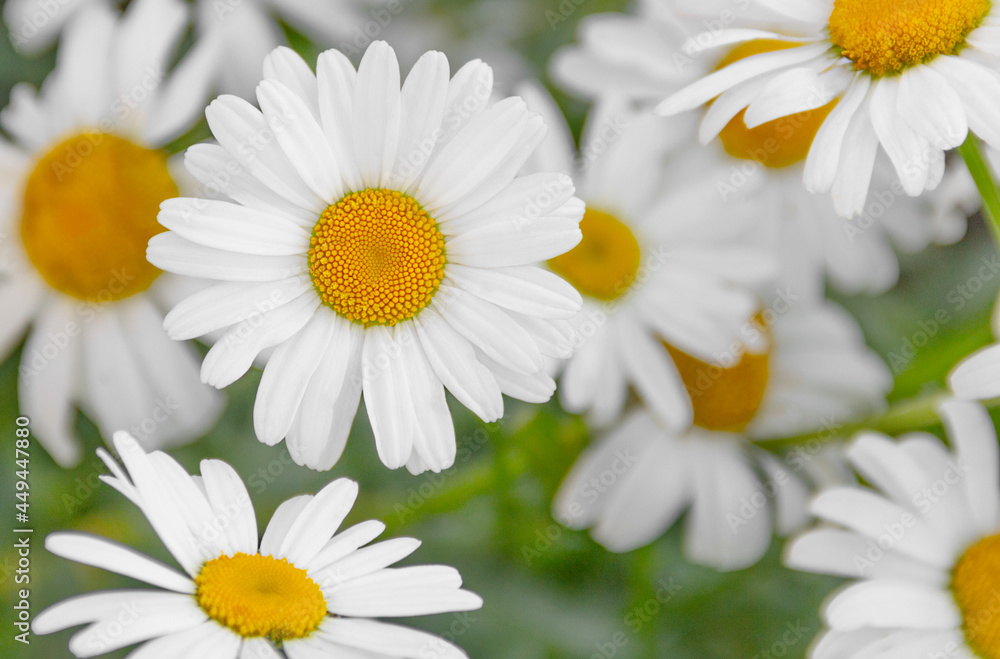 Fototapeta premium white daisies in the meadow