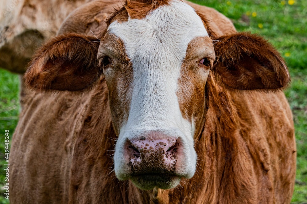 Beef Cattle Enjoying the Spring Day, Seven Valleys, Pennsylvania, USA Beef Cattle Enjoying the Spring Day, Seven Valleys, Pennsylvania, USA