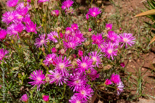 A flowering, undersized shrub (Delosperma) with pink flowers growing close-up photo