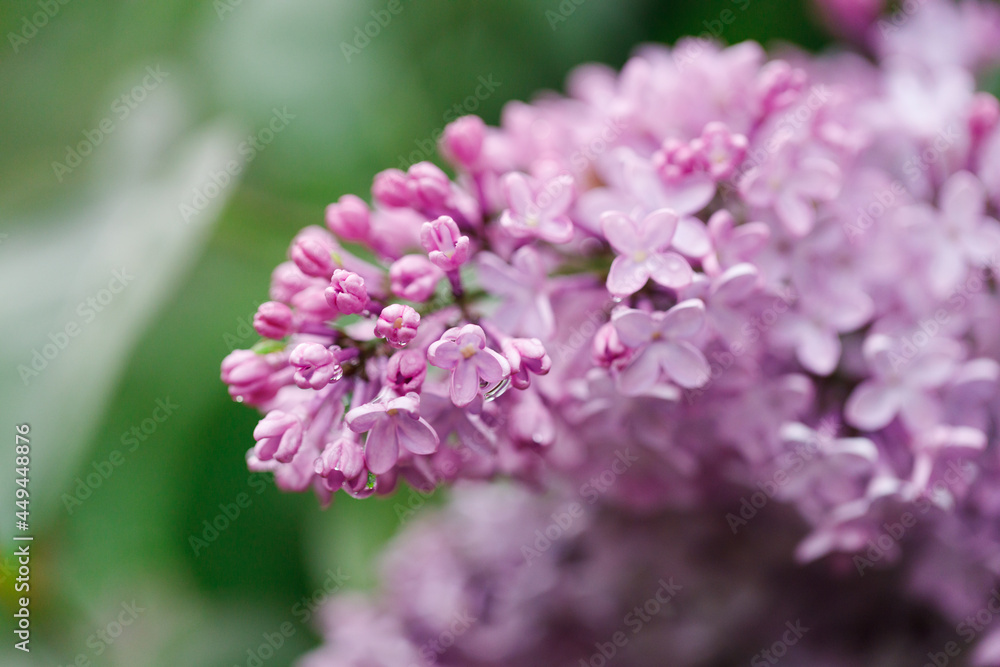 Blooming purple lilac flowers in the spring. Blooming purple lilac flowers in the spring.