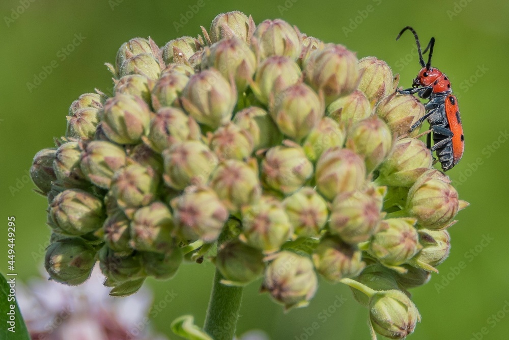 Fototapeta premium Well, Hello There! Insects are truly magical