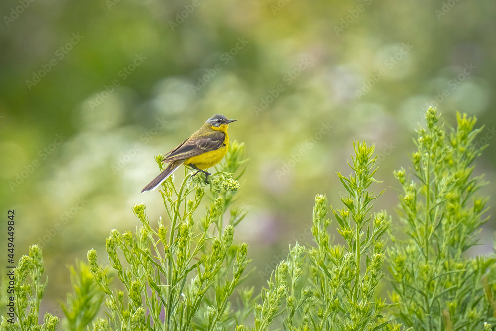 Closeup of a male western yellow wagtail bird Motacilla flava singing Closeup of a male western yellow wagtail bird Motacilla flava singing
