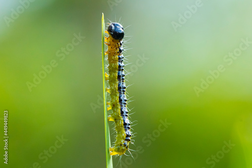Box tree moth caterpillar, Cydalima perspectalis, closeup © Sander Meertins
