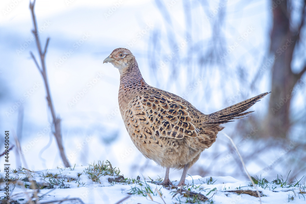 Female Pheasant Phasianus colchicus scavenging in a forest perched in snow during Winter season Female Pheasant Phasianus colchicus scavenging in a forest perched in snow during Winter season
