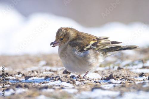 Common Chaffinch  Fringilla coelebs  bird foraging in snow  beautiful cold Winter setting