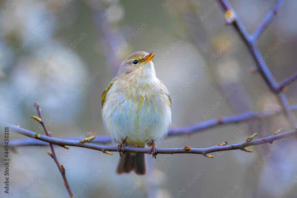 Fototapeta premium Willow warbler bird, Phylloscopus trochilus, perched.