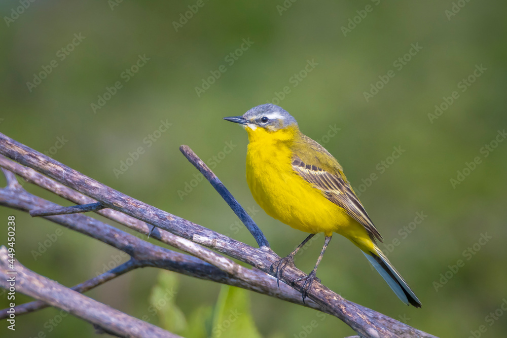Closeup of a male western yellow wagtail bird Motacilla flava singing Closeup of a male western yellow wagtail bird Motacilla flava singing