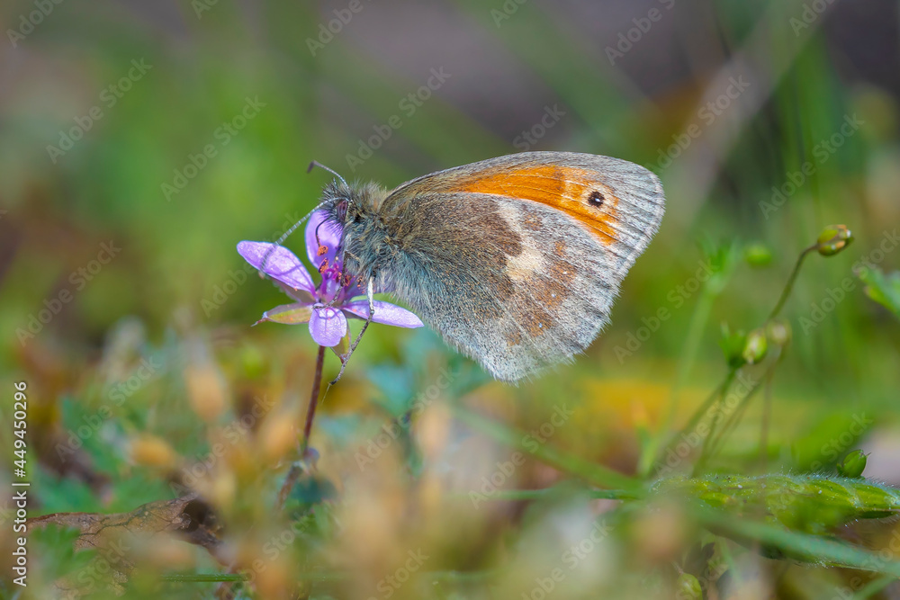 Small heath butterfly Coenonympha pamphilus resting Small heath butterfly Coenonympha pamphilus resting