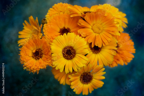 Closeup of Calendula officinalis or Marigold flowers macro on blue green background