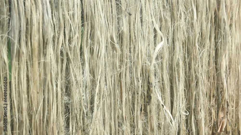 Closeup view of raw jute fiber. Rotten jute is being washed in water and dried in the sun. Brown jute fiber texture and details background. Closeup view of raw jute fiber. Rotten jute is being washed in water and dried in the sun. Brown jute fiber texture and details background.