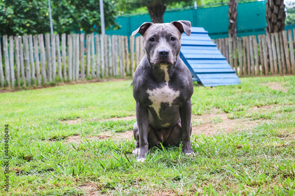 Pit bull dog playing and having fun in the park. Selective focus.