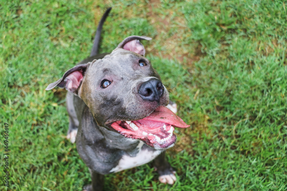 Pit bull dog playing and having fun in the park. Selective focus. Pit bull dog playing and having fun in the park. Selective focus.