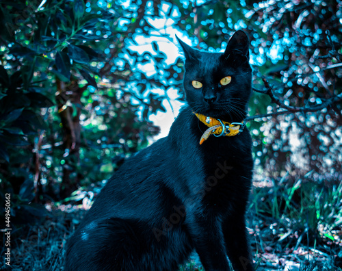 Gato negro en la naturaleza