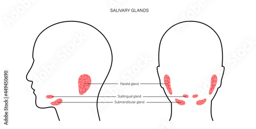 Salivary gland concept photo