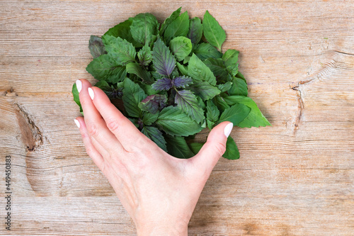 Female hand holding fresh Basil leaves pile on wooden table background. Ecology concept. Top view. Flat lay. Close up. Selective soft focus. Shallow depth of field. Text copy space.