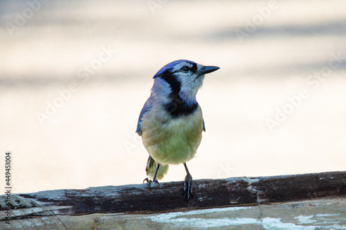 A Blue Jay (Cyanocitta cristata) is perched on a wooden fence.