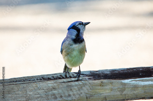 A Blue Jay (Cyanocitta cristata) is perched on a wooden fence.