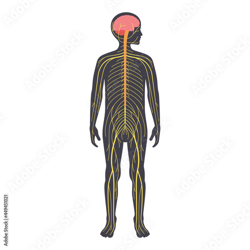 Human nervous system