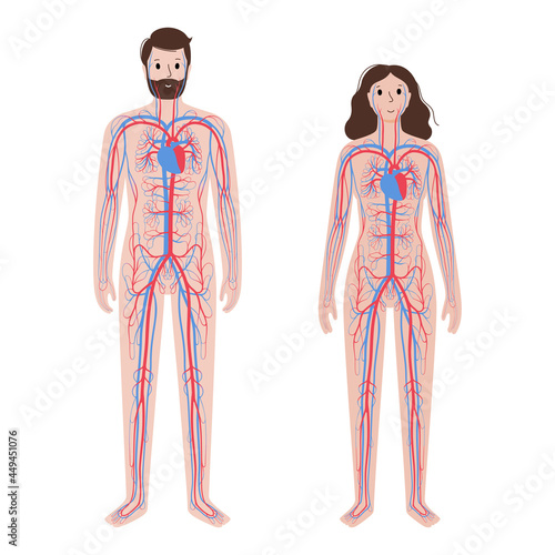 Human circulatory system