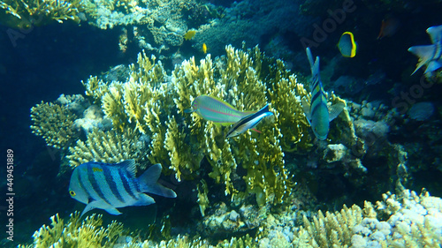 Bluestreak cleaner wrasse (Labroides dimidiatus) undersea, Red Sea, Egypt, Sharm El Sheikh, Nabq Bay photo