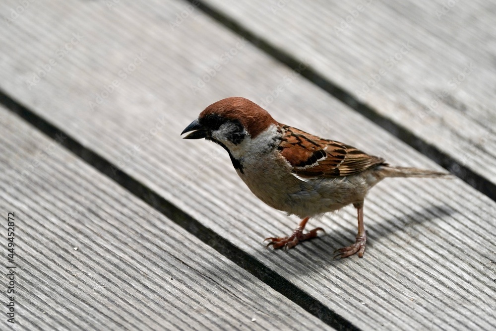 sparrow in the forest sparrow in the forest