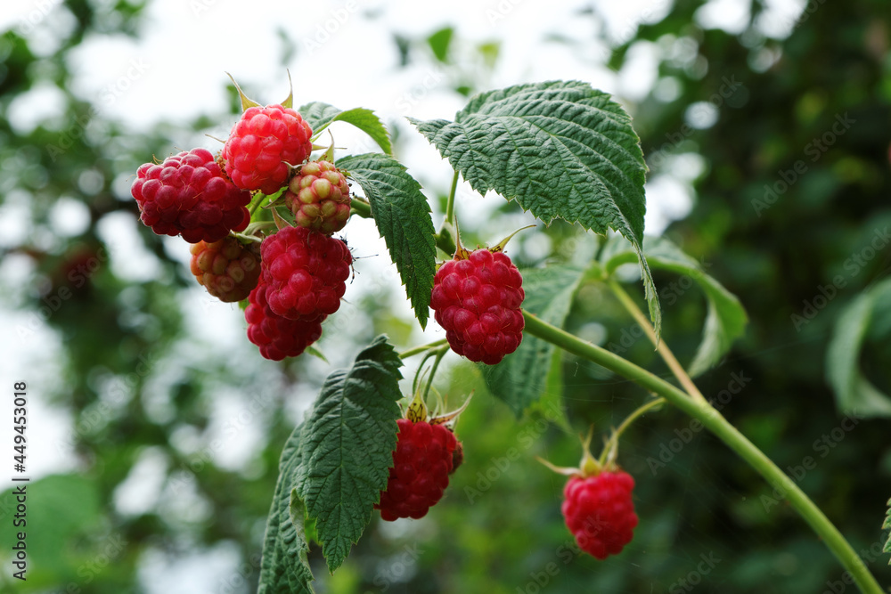 Clusters of juicy red raspberries on a bush among green leaves. Clusters of juicy red raspberries on a bush among green leaves.