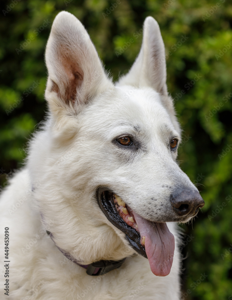 10-Years-Old Female White Shepherd Head. Off-leash dog park in Northern California.