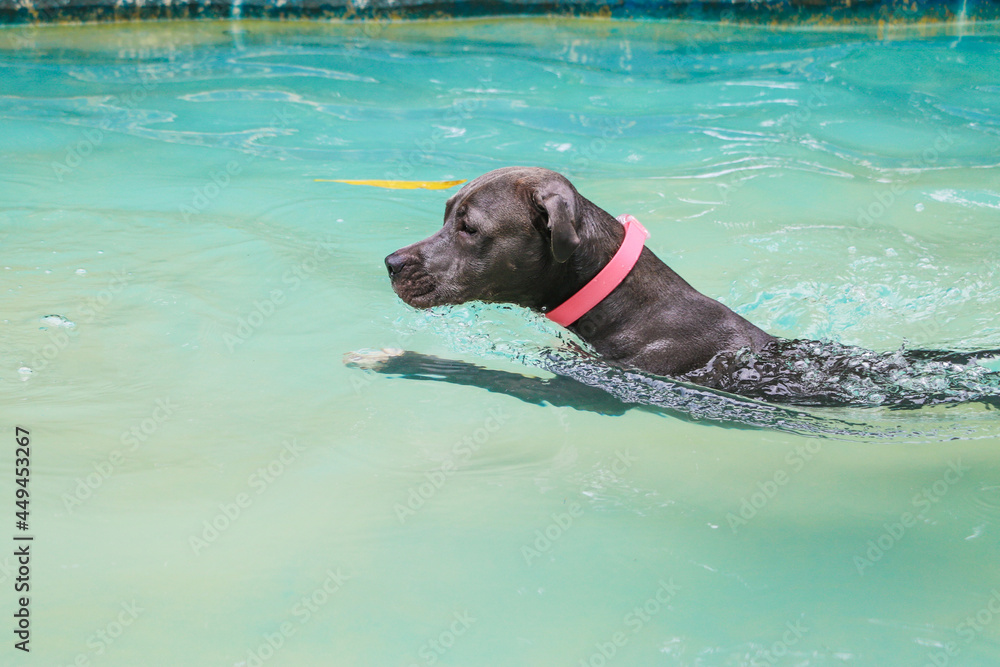 Pit bull dog swimming in pool on sunny day. Pit bull dog swimming in pool on sunny day.