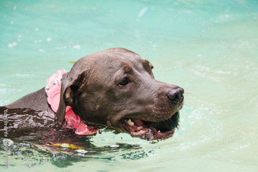 Pit bull dog swimming in pool on sunny day. Pit bull dog swimming in pool on sunny day.