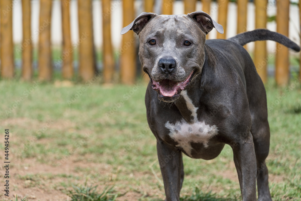 Pit bull dog playing in the park. Selective focus. Pit bull dog playing in the park. Selective focus.