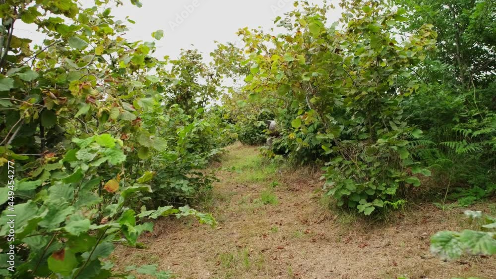 Growing of hazelnut trees seedlings on farm field, Hazelnut trees plantation, nut orchard. young hazelnut trees on the field Growing of hazelnut trees seedlings on farm field, Hazelnut trees plantation, nut orchard. young hazelnut trees on the field